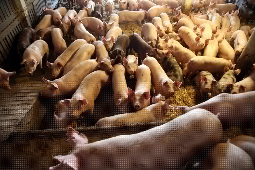 EPA’s Retreat from Slaughterhouse Pollution Rule Exposes “Make America Healthy Again” Hypocrisy