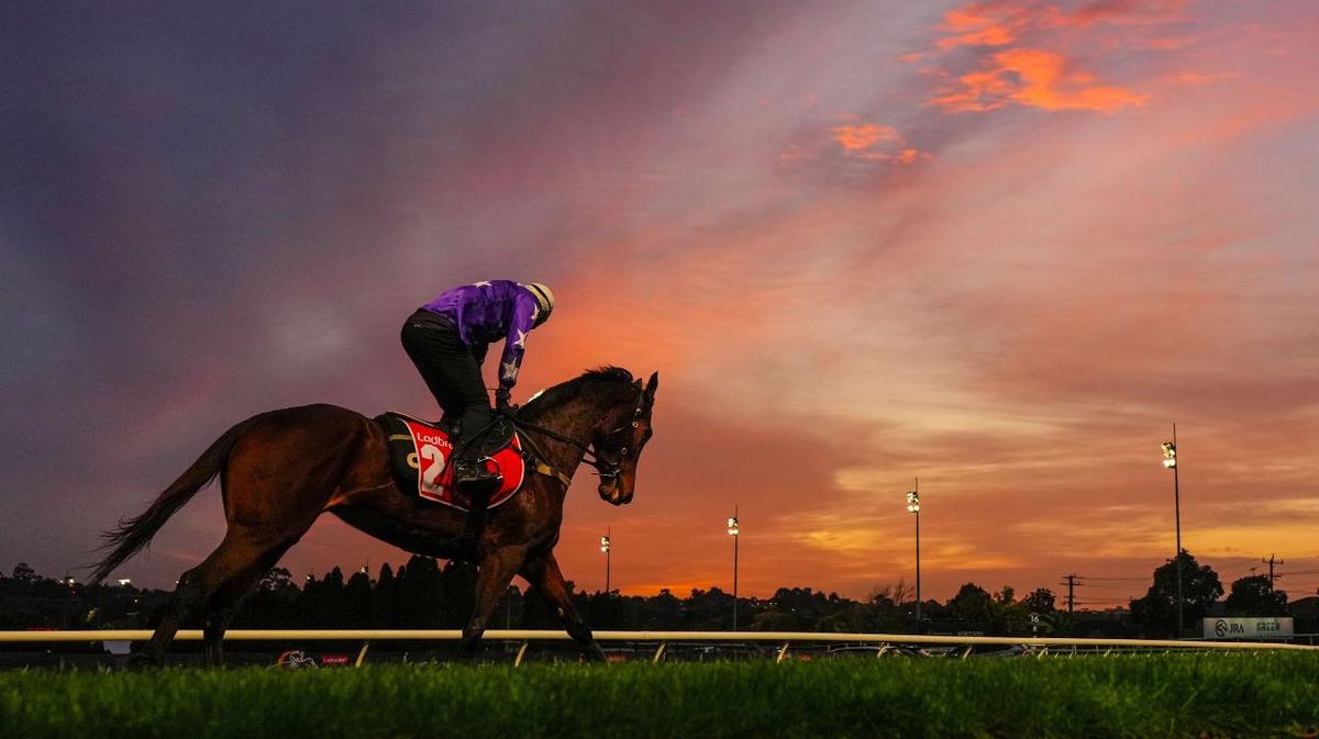 Chris Waller provides update on star mare Aeliana following barrier mishap