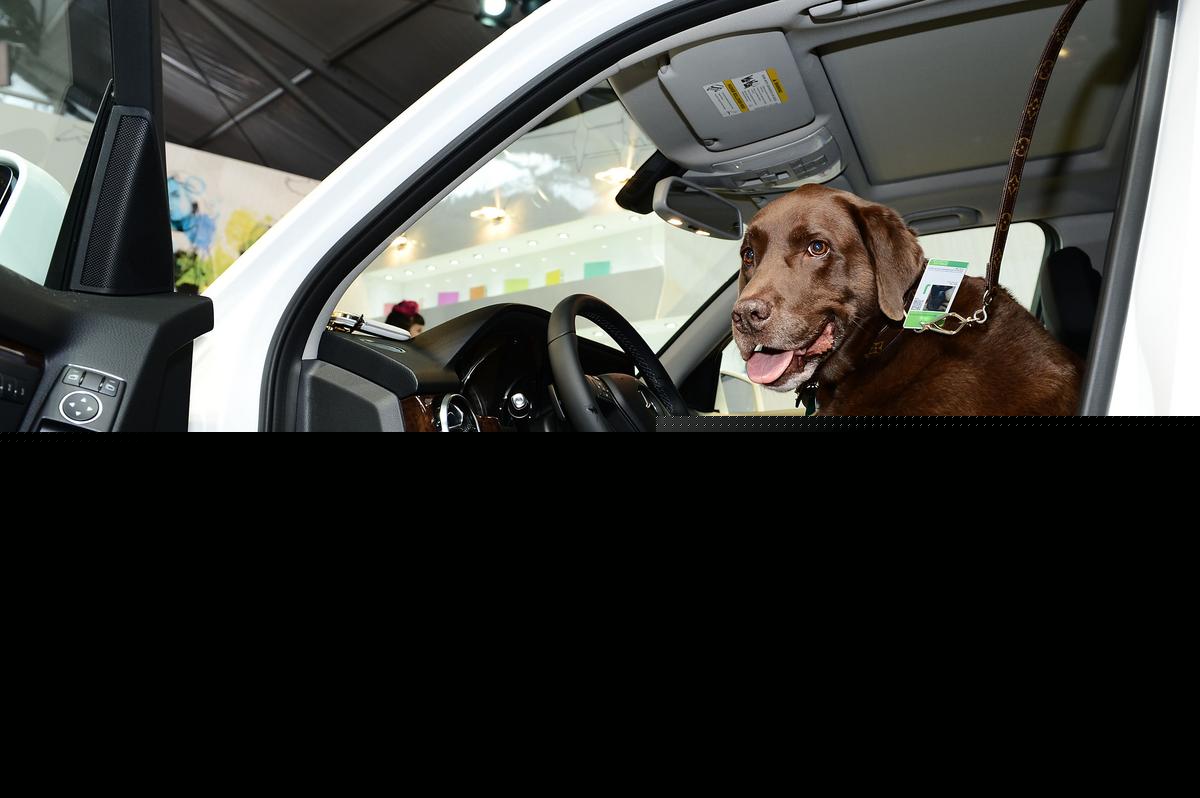 Preparing Your Dog For Holiday Travel In Texas