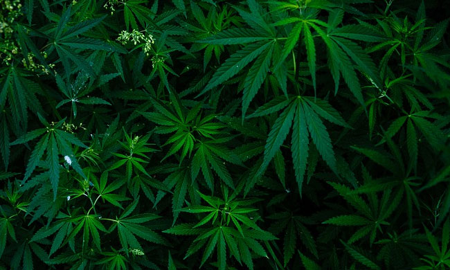 Cannabis, Caste, And NDPS Act's Unexamined Asymmetry