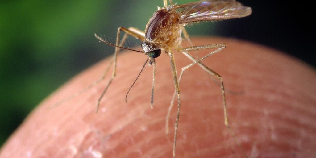The top 10 worst states for battling mosquitos thanks to heat and humidity