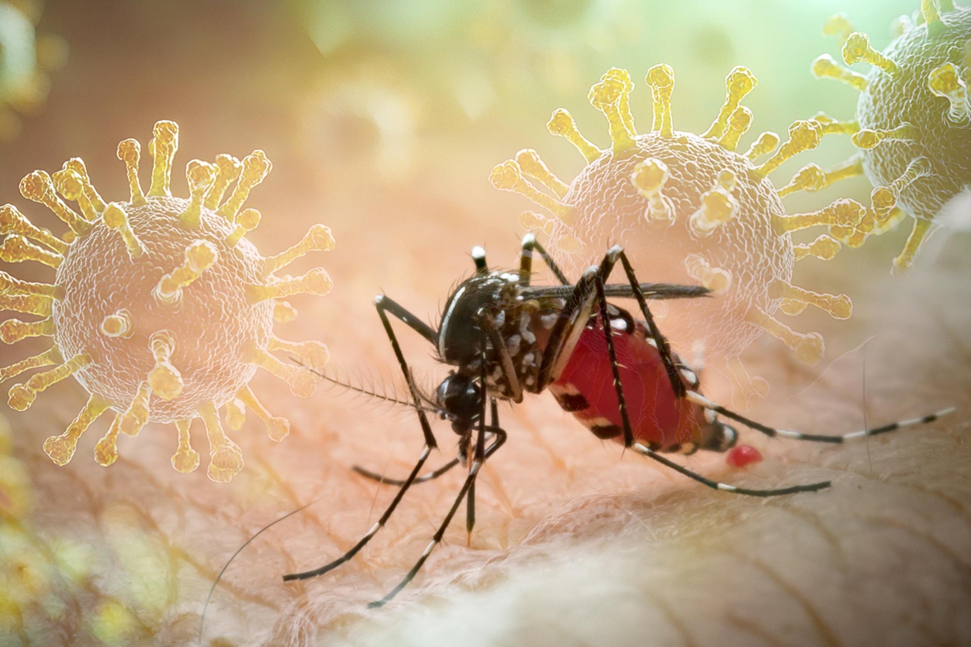 What Is Chikungunya? The Virus Behind China’s Worst-Ever Outbreak
