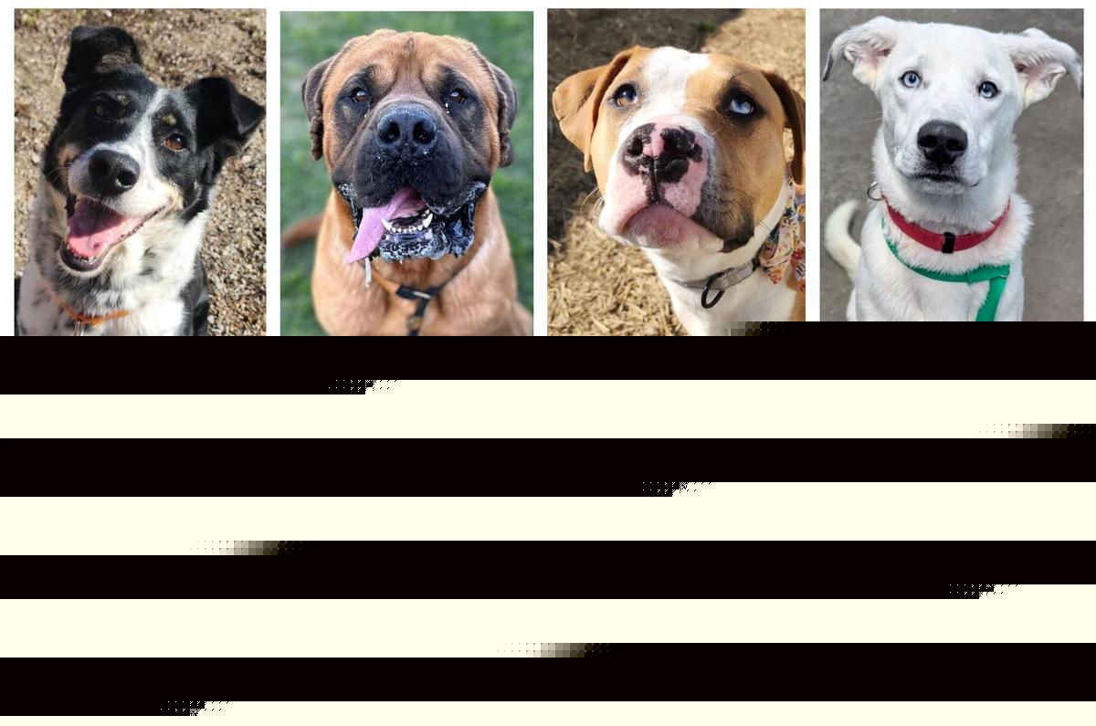 These Adoptable Evansville & Owensboro Dogs Have the Silliest Names