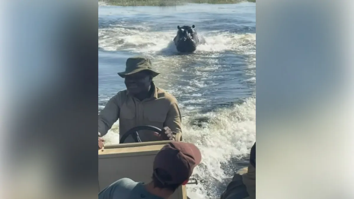 Botswana: Heart-stopping footage captures scary moment angry hippo charges at boat carrying tourists in Africa