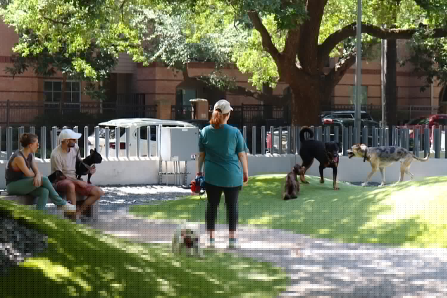 Houston’s top dog: The most popular breeds across the city