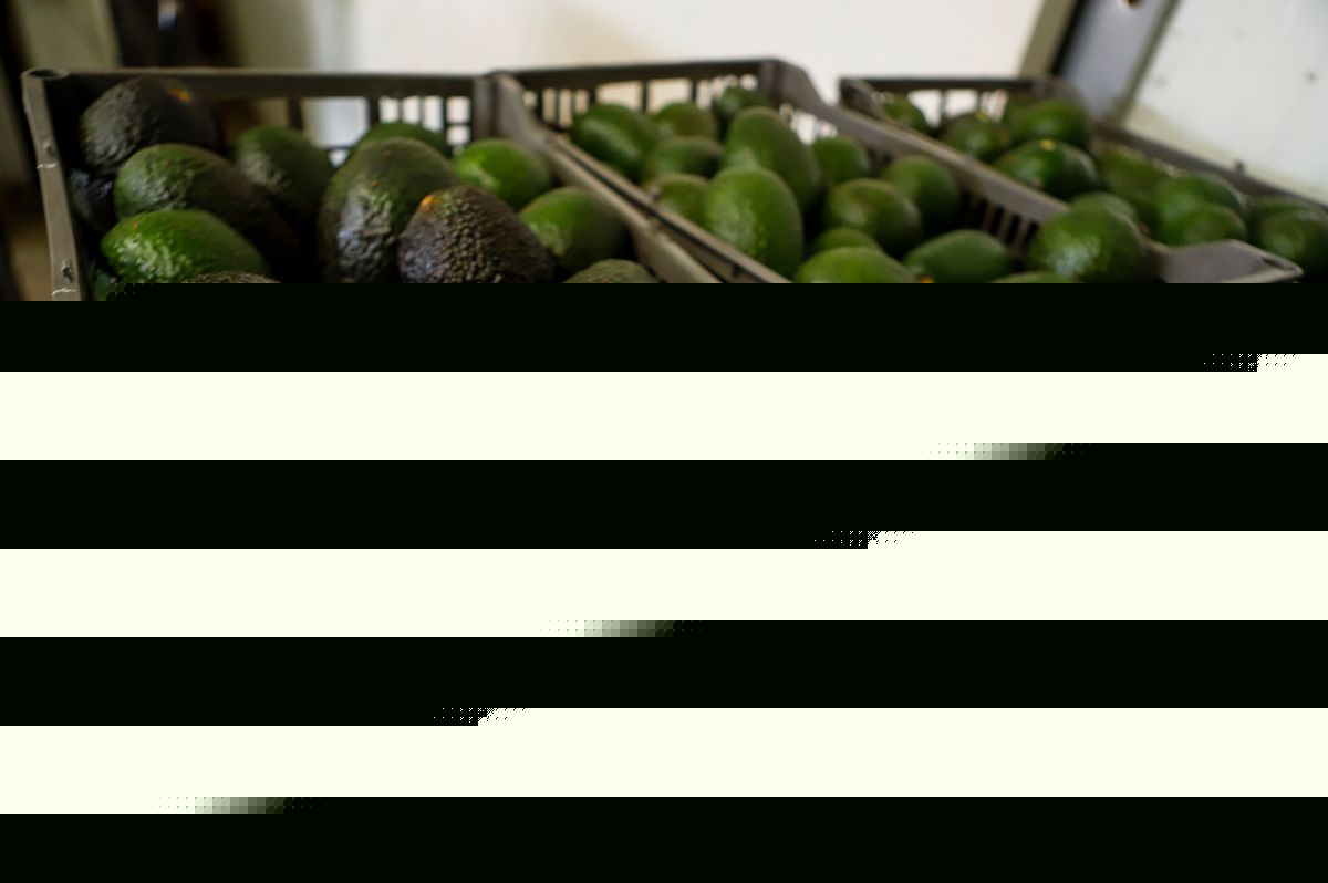 US suspends avocado inspections in Mexican state on Michoacan due to threat