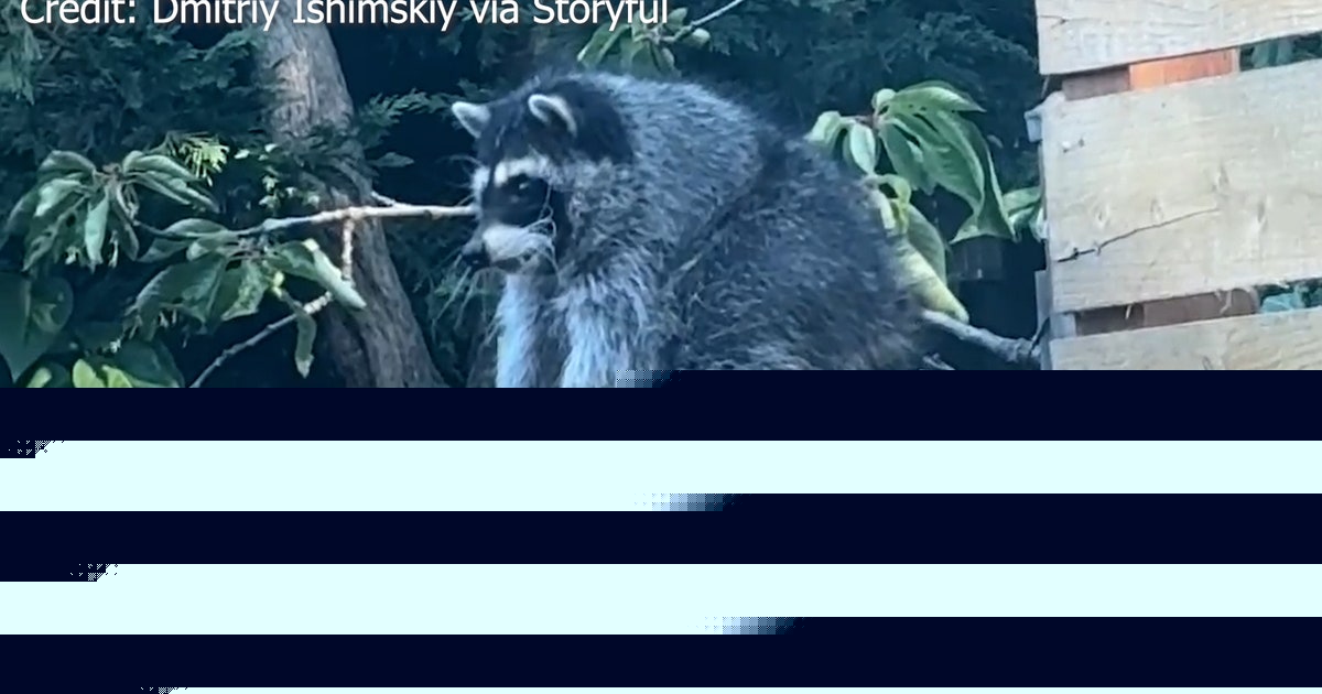 The 'Jimothy' effect: Seattle raccoon inspires mural, food bank donations