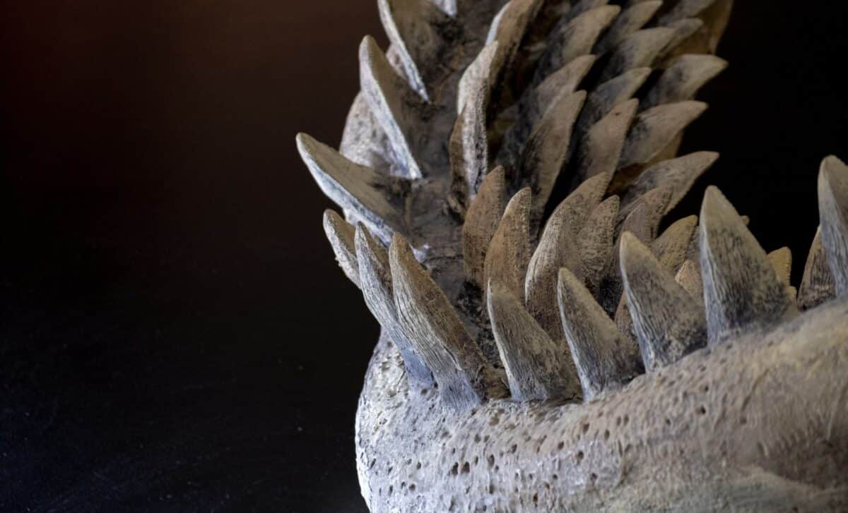 Scientists Found Megalodon Fossils Lost for Decades on a Museum Shelf, They Point to a 79-Foot Giant