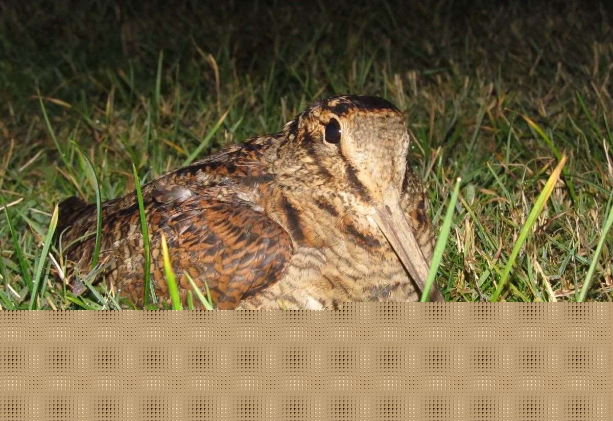 Forest-based wildlife trust wins government funding to help threatened species