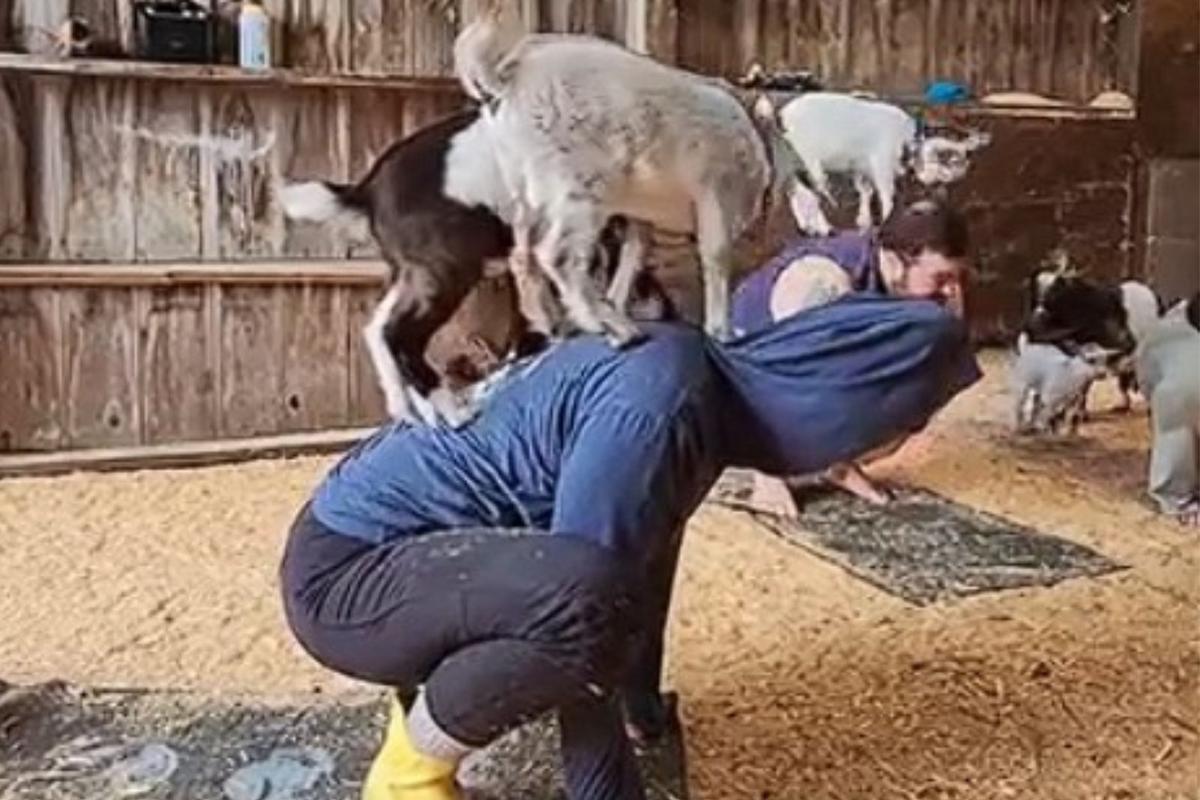 This Valentine’s Day Try Goat Yoga In Westbrook Maine