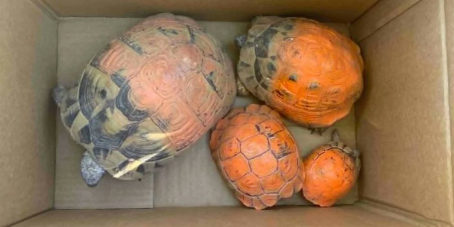 Turtles painted with oil paint: rescued from fire, abused by humans
