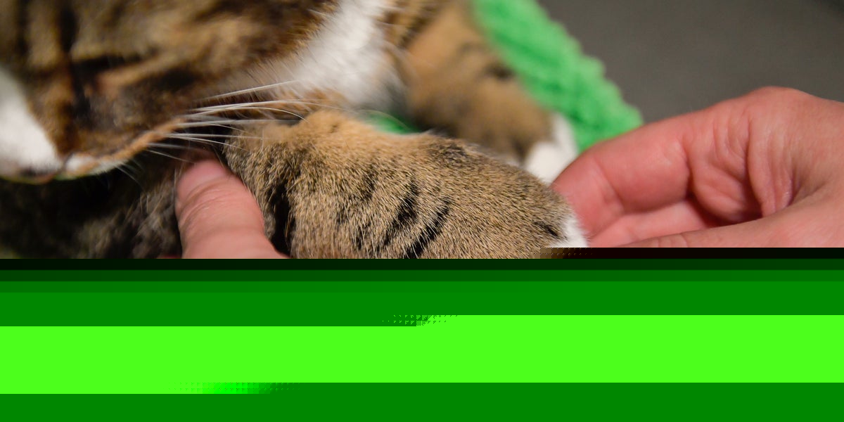 Aggressiv katt avlivad av länsstyrelsen