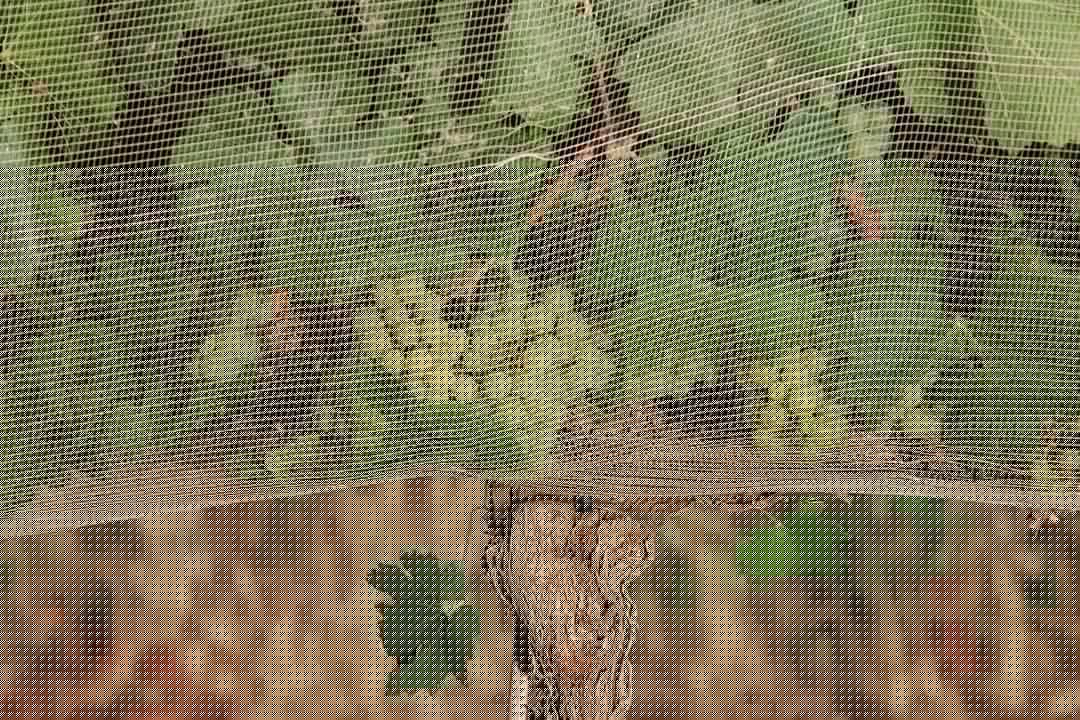 People are willing to pay more for climate-proof wine, study shows