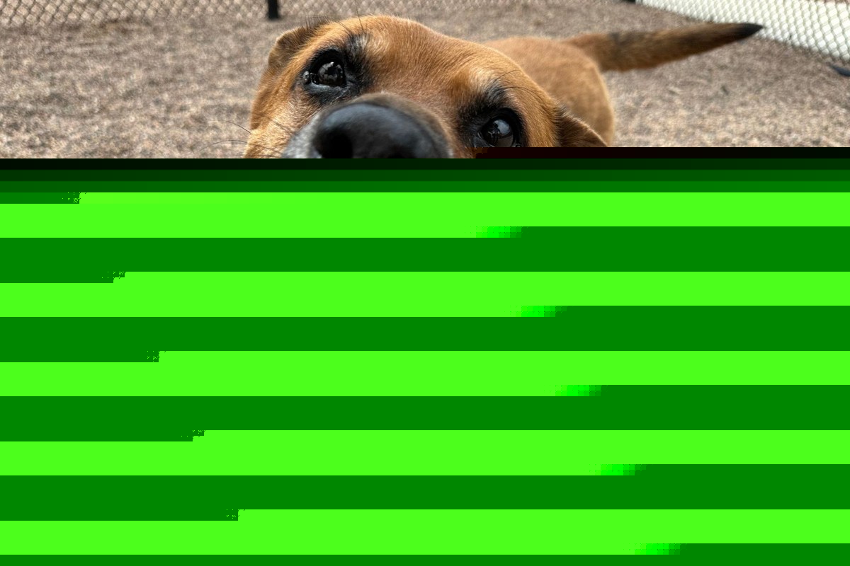 Meet Sarge: NOCO Humane Pet of the Week