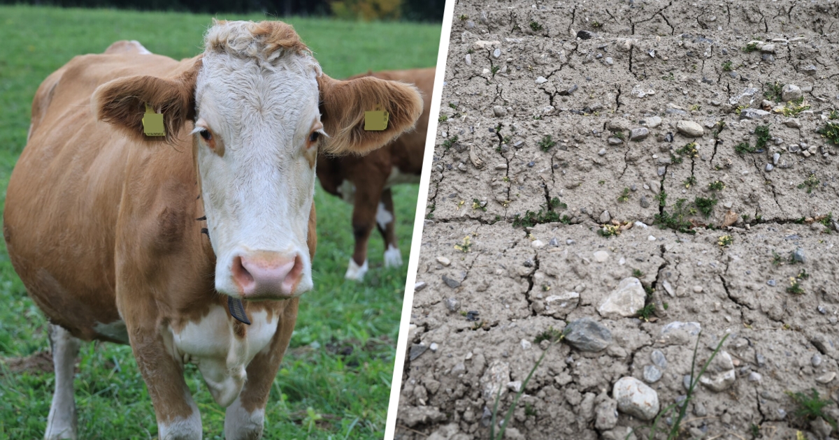 Tirols Landwirtschaft - Klima, Preisdruck, Teuerung: Bauern am Limit