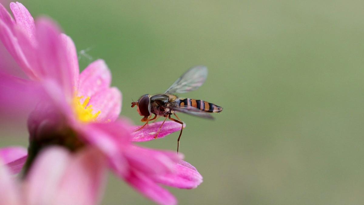 The Surprising Truth About Illinois Sweat Bees