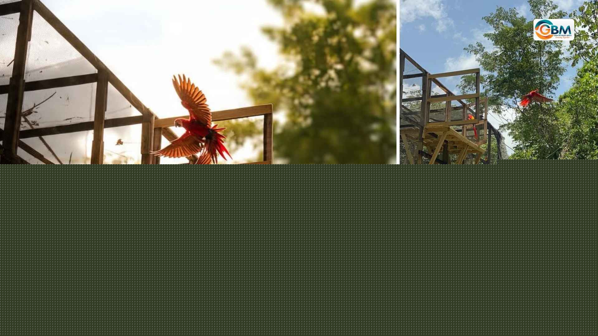 15 Scarlet Macaws Released Into the Wild