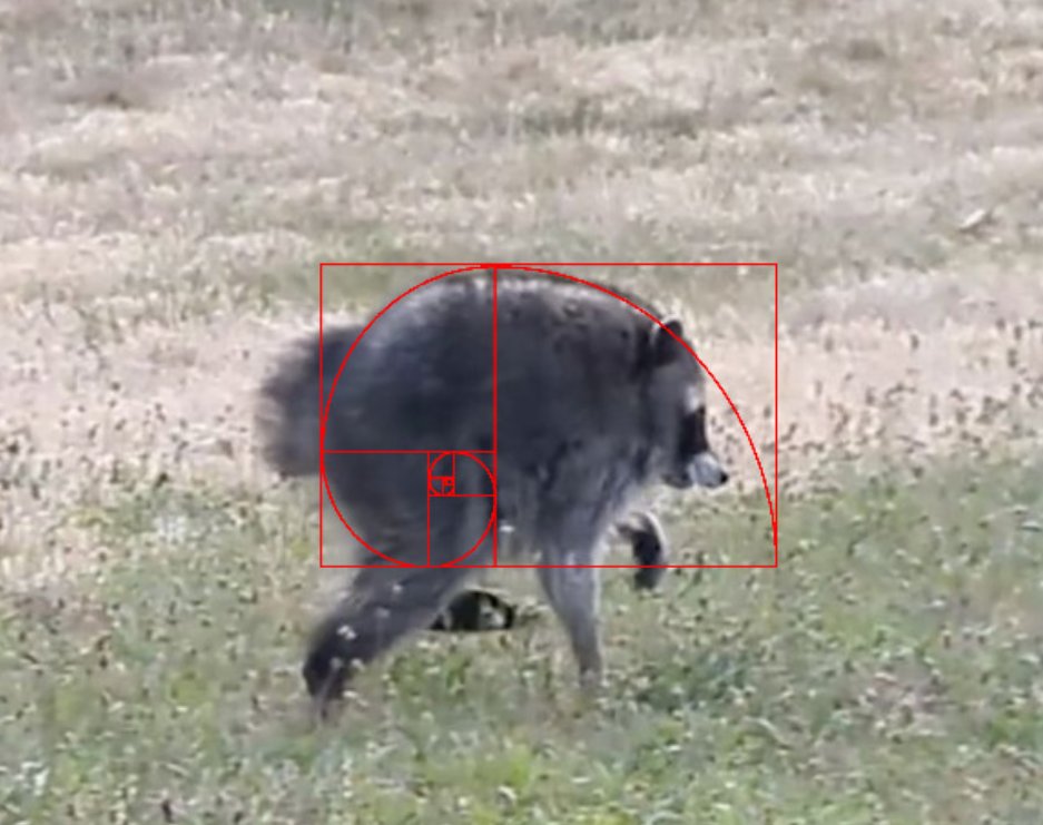 Jimothy the Raccoon -  Further proof that our boi is perfection