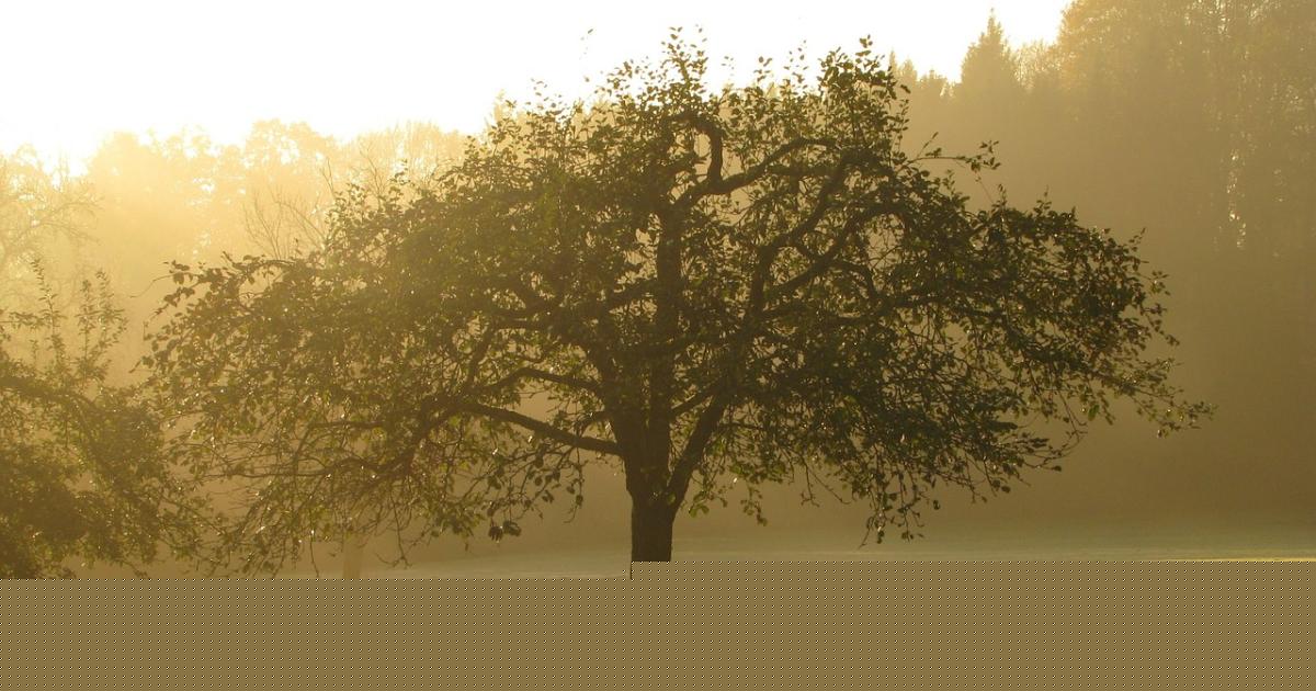 Hobby magazín: Vzrostlý strom potřebuje zálivku ve stovkách litrů. V horku totiž vypaří až 300 litrů vody (audio)