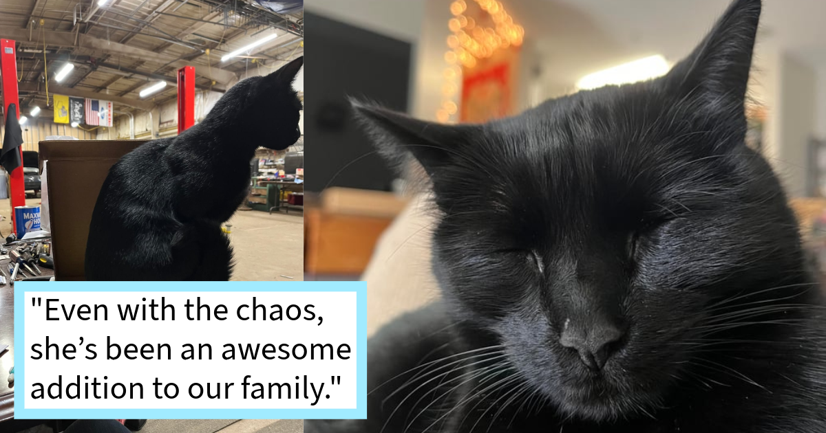 When this auto shop had to close it’s resident stray cat was given a furever home with two kitty siblings, sparking hilarious series of feline family calamity, mom says: ‘Boo is loving life and is learning to share her favorite humans.’