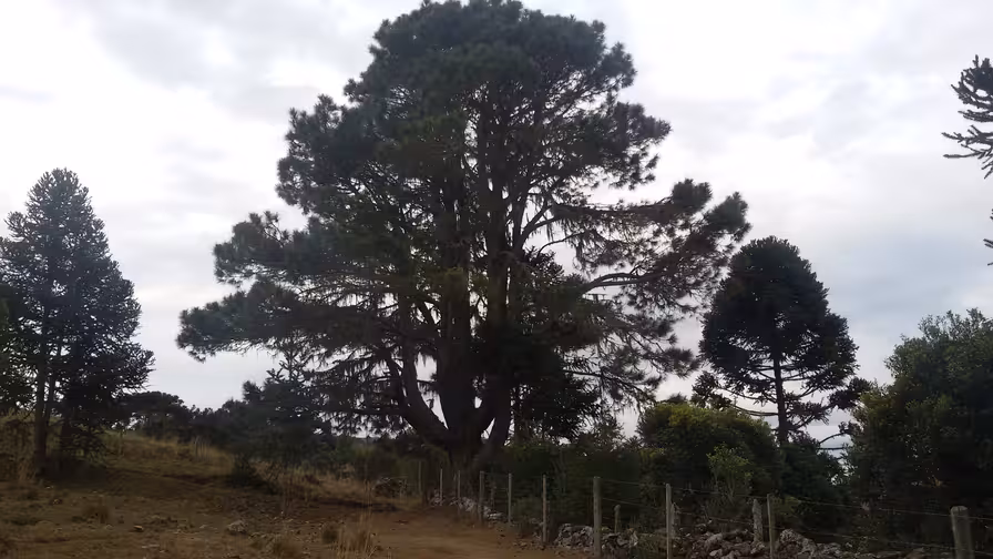 São José-RS empata com Gama-DF na Série D