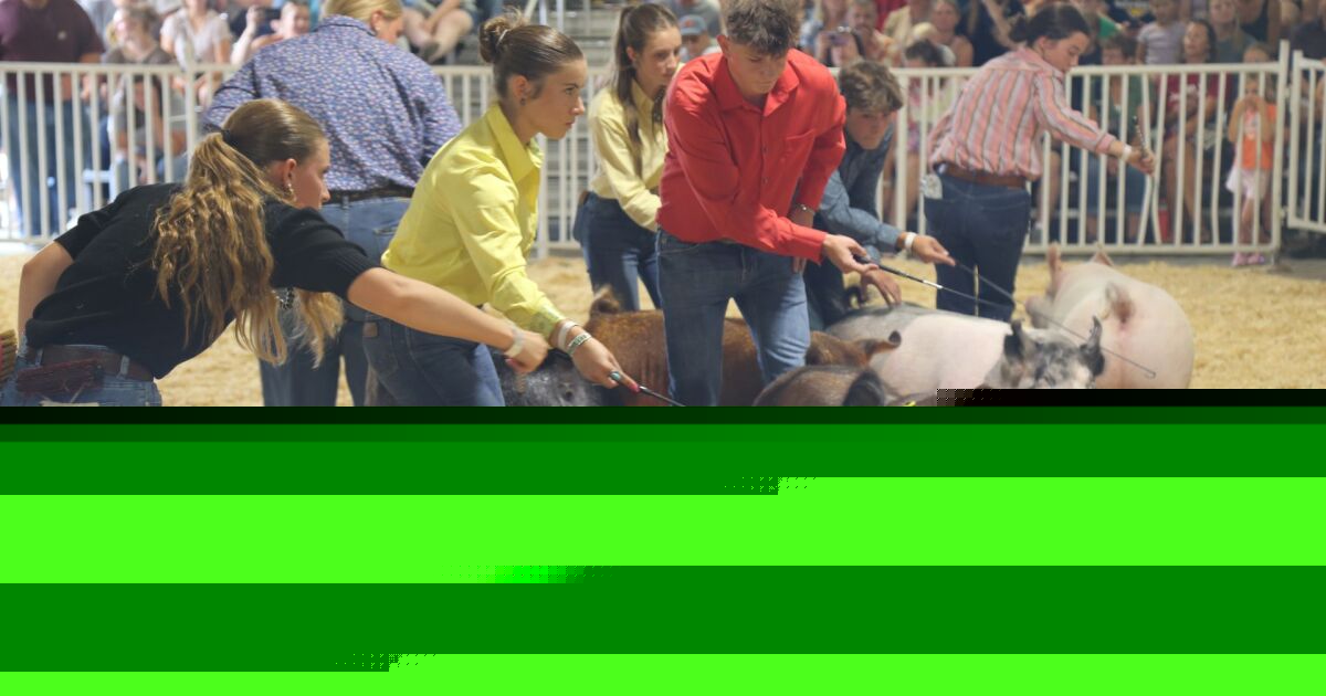 The Art of the Stare: Pig showmanship competitions at the Wisconsin State Fair