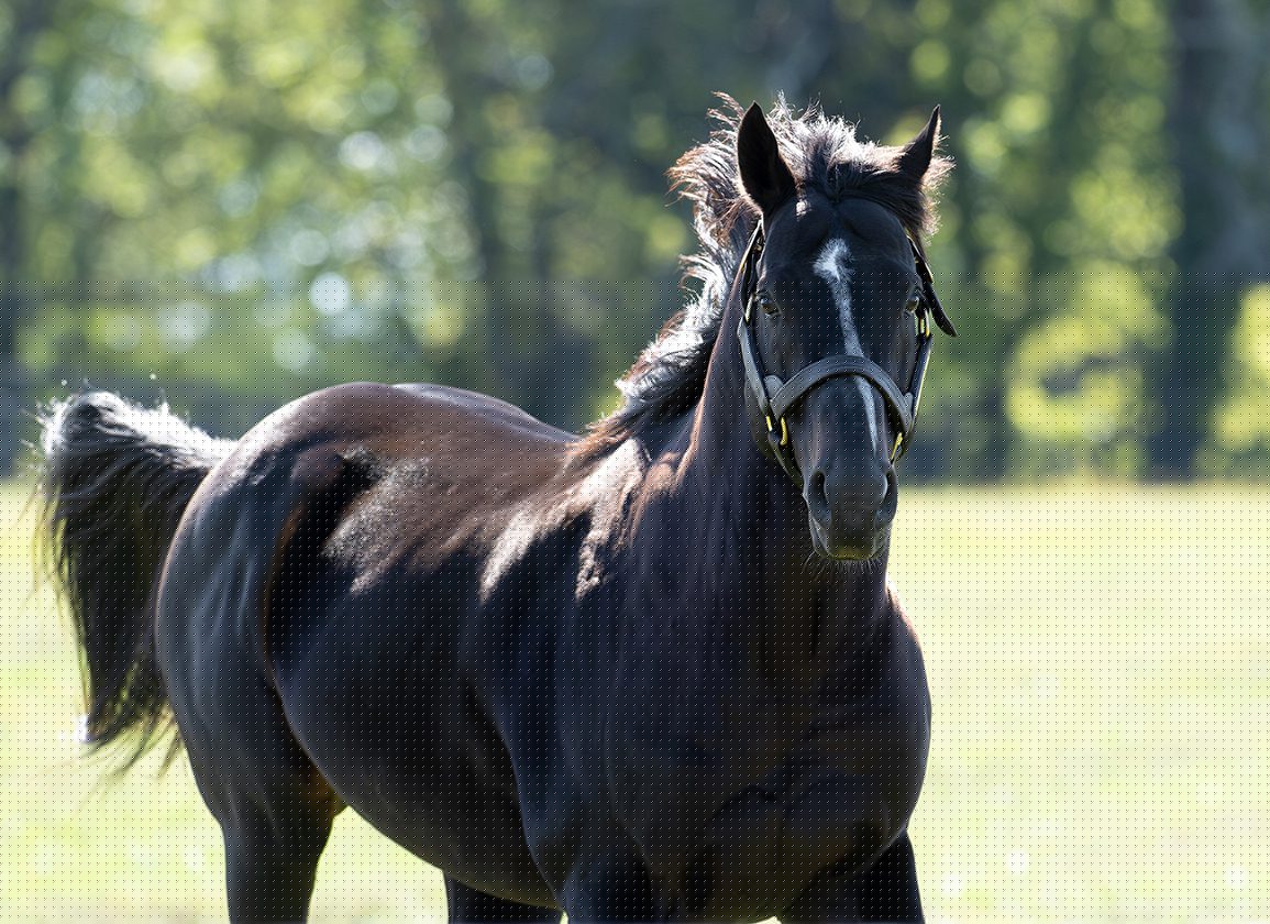Breeding Digest: A Dream In Tatters